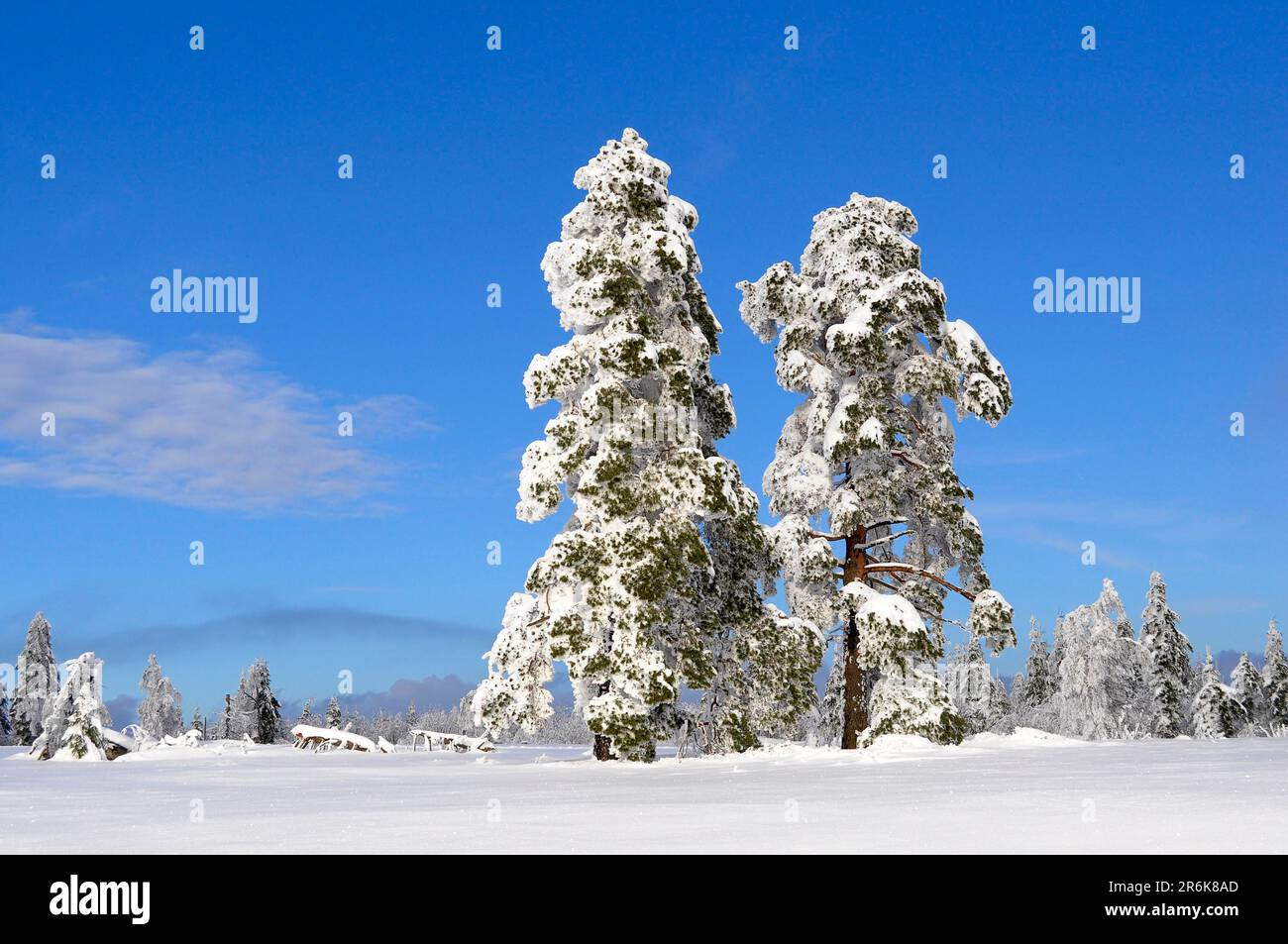 Fir tree snow forest hi-res stock photography and images - Alamy