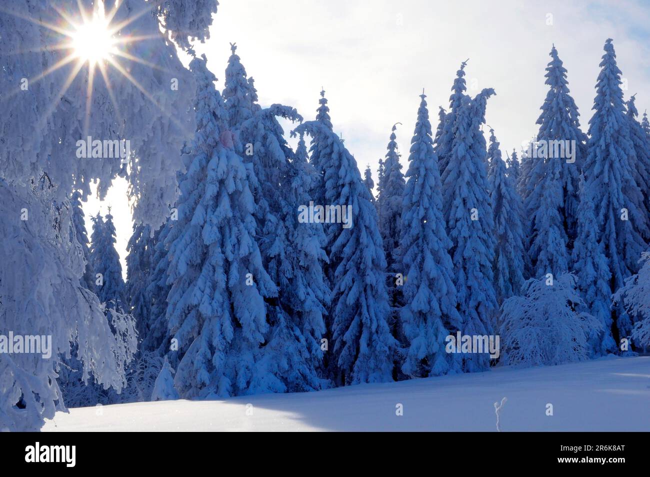 Black Forest in winter, spruce forest, Black Forest High Road, snowy ...