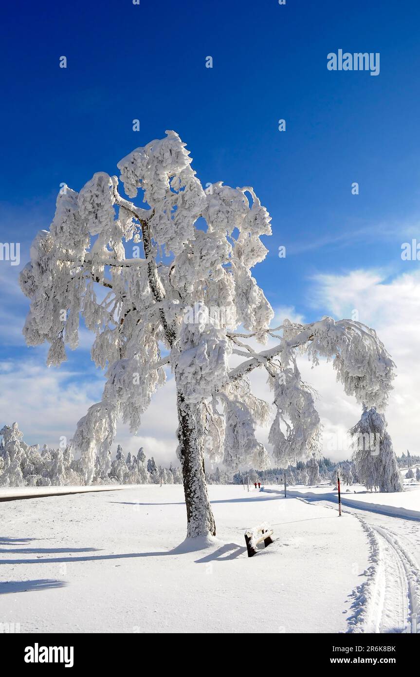 Black Forest High Road, snowy landscape, snow-covered birch trees Stock Photo