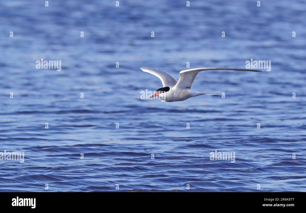 Common Tern (Sterna hirundo) in flightslim bill Stock Photo