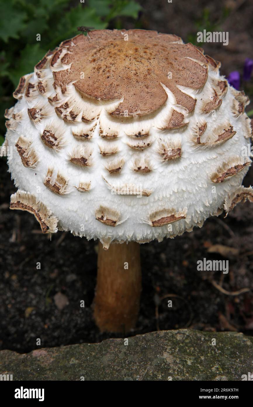 Giant fake mushrooms hi-res stock photography and images - Alamy