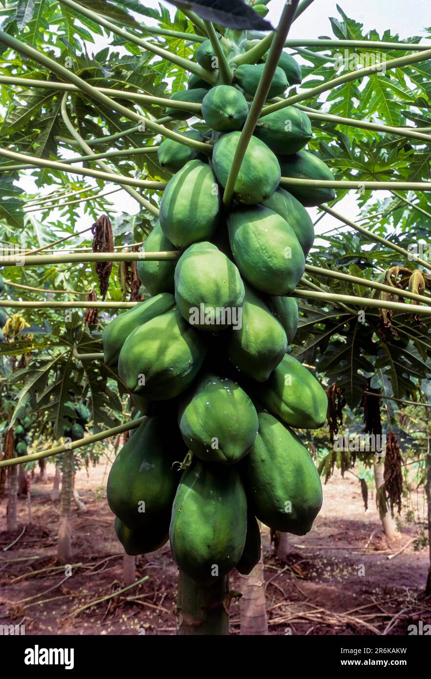 Fruit papaya (Carica papaya) plant, in Coimbatore, Tamil Nadu, South