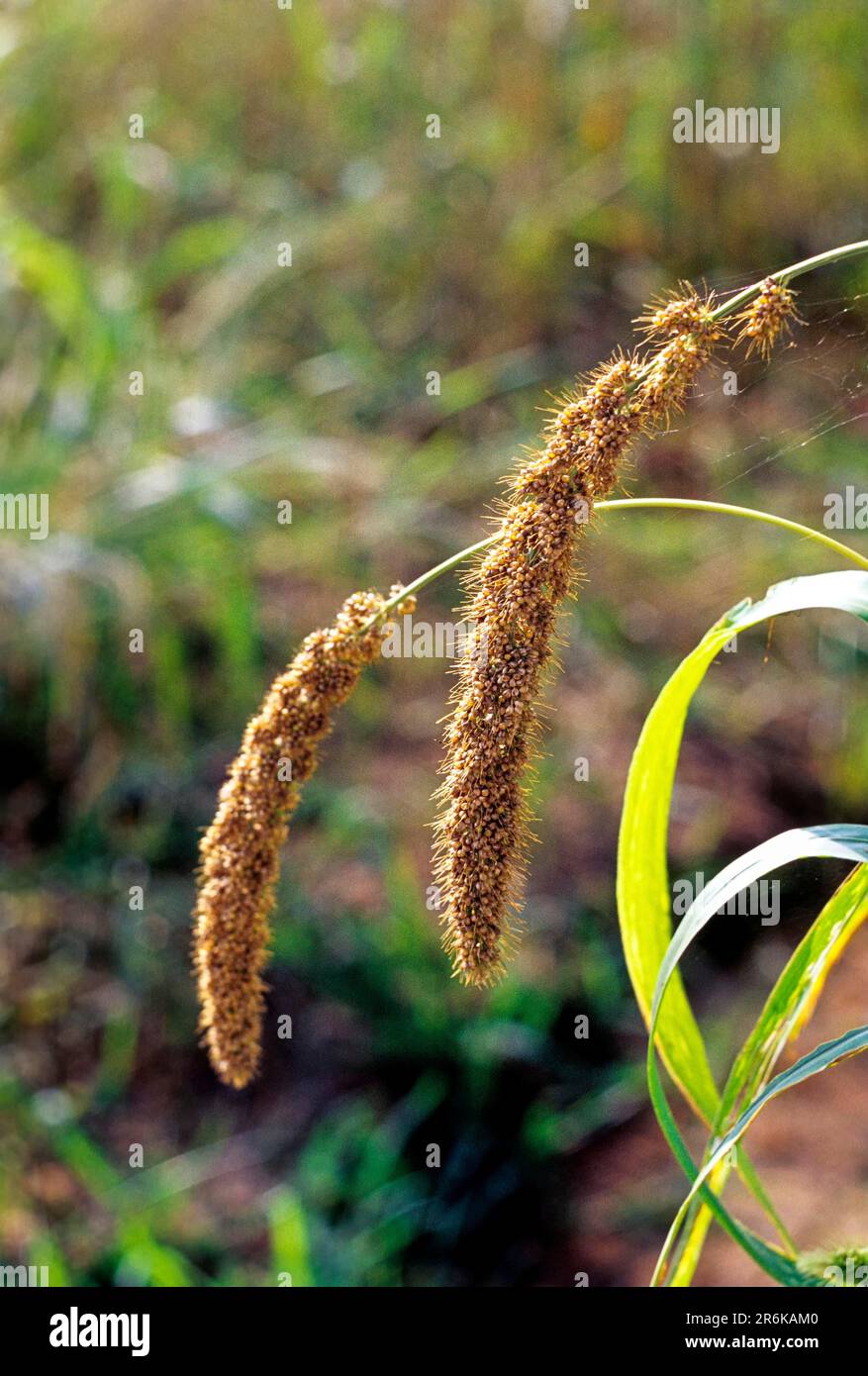Indian millet foxtail millet (Setaria italica) Tamil Nadu, South India