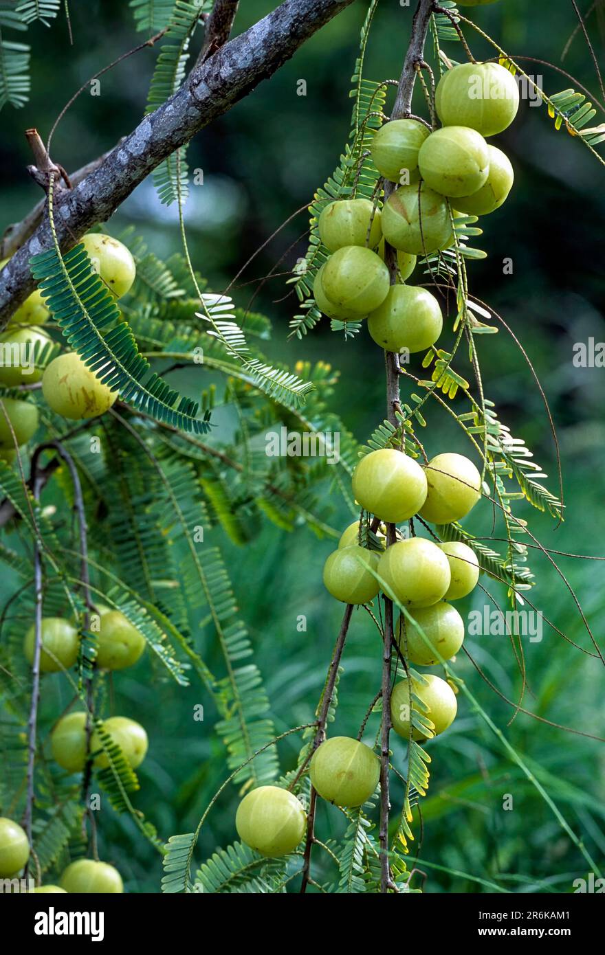 Herbal medicine, Indian gooseberry amla (Phyllanthus emblica linn