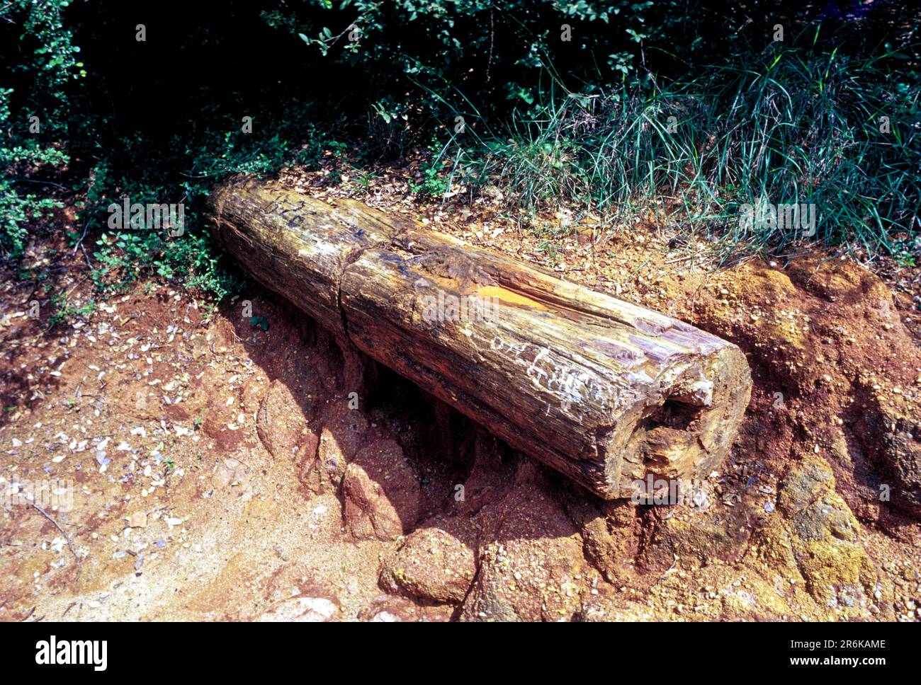 20 million years old Longest fossil wood in National Fossil Wood Park