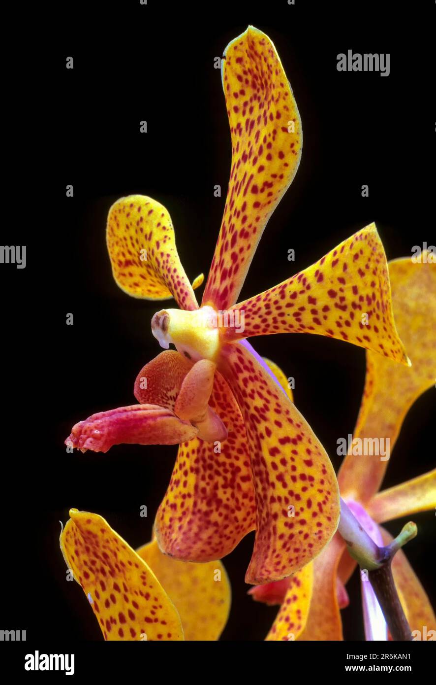 Orchid flower (Mokara pune) in Udhagamandalam Ooty, Tamil Nadu, South