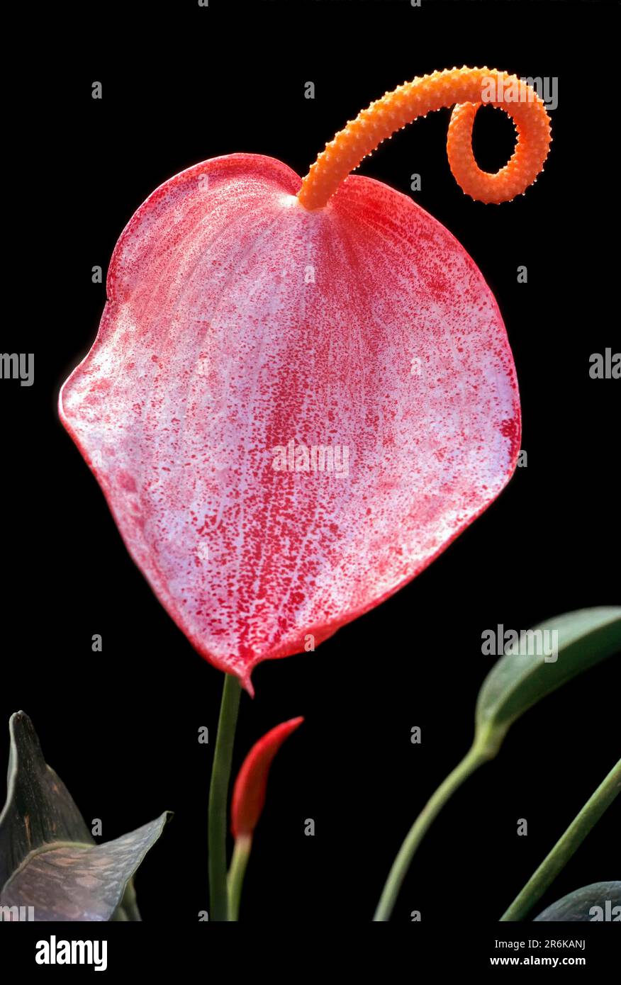 Anthurium sp. tail flowers flamingo flowers and lace leaf flower in Nilgiris, Tamil Nadu, South India, India, Asia Stock Photo