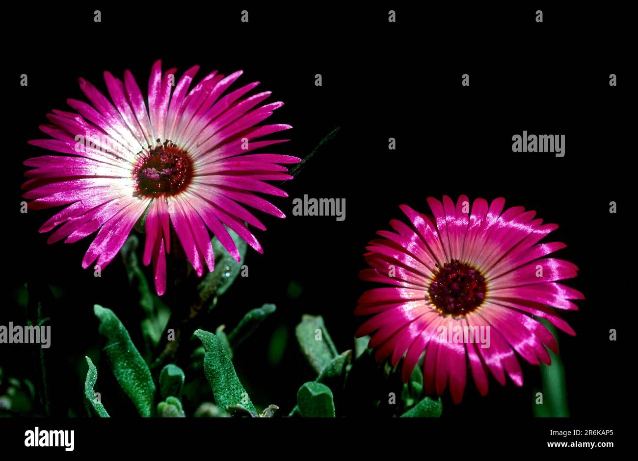 Common iceplant Living Stone Daisy (Mesembryanthemum) flowers at Ooty Udhagamandalam, Nilgiris, Tamil Nadu, South India, India, Asia Stock Photo