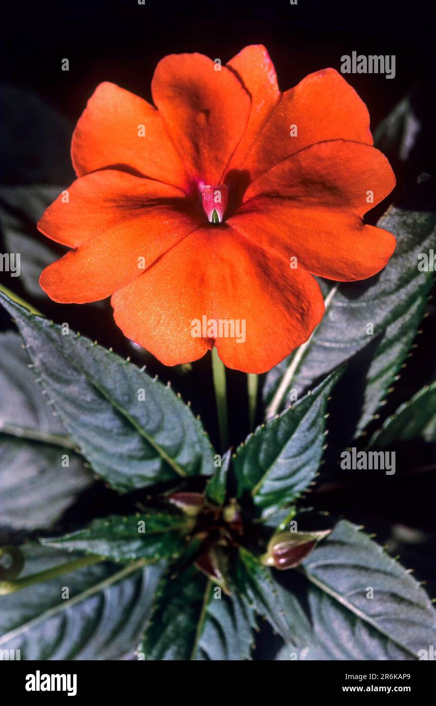 New Guinea impatiens (Impatiens nueeguinea hybrid) flower at Ooty
