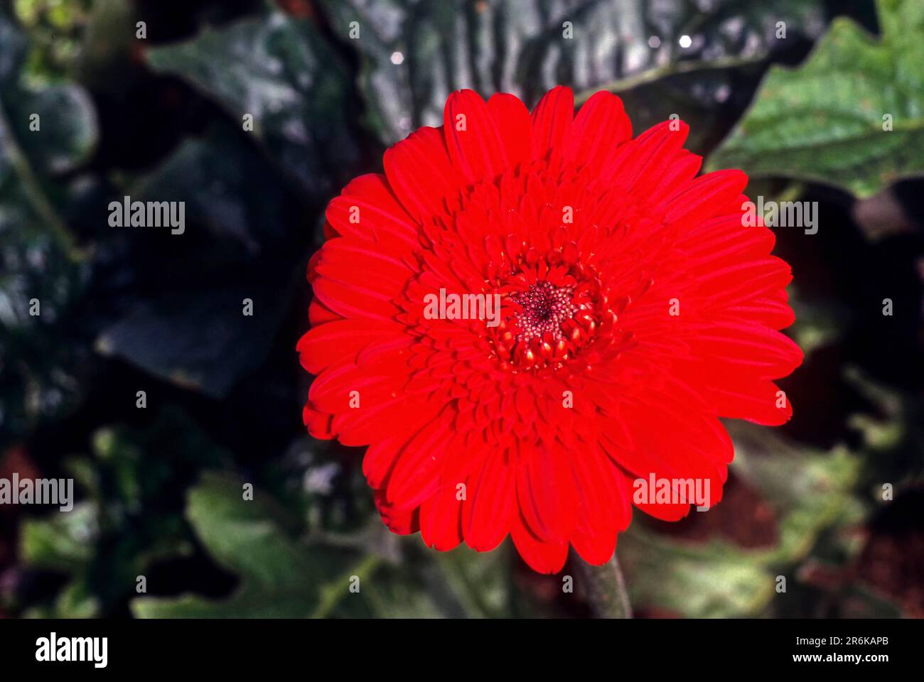 Beautiful red daisy flower on pastel brown background. Aesthetic