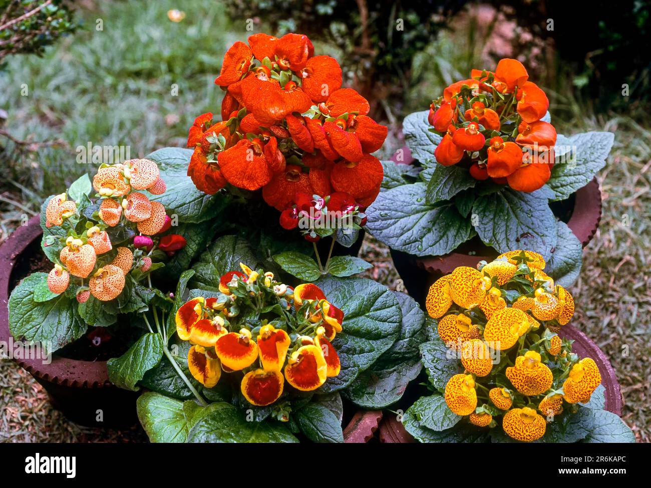 Flower Calceolariaceae Stock Photos - Free & Royalty-Free Stock Photos from  Dreamstime