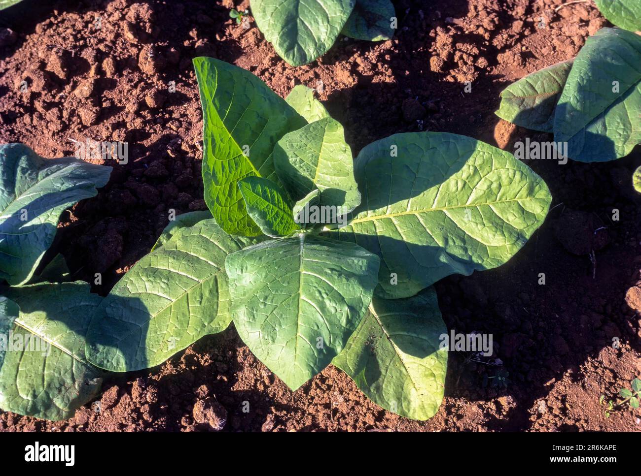 Tobacco indian hires stock photography and images Alamy