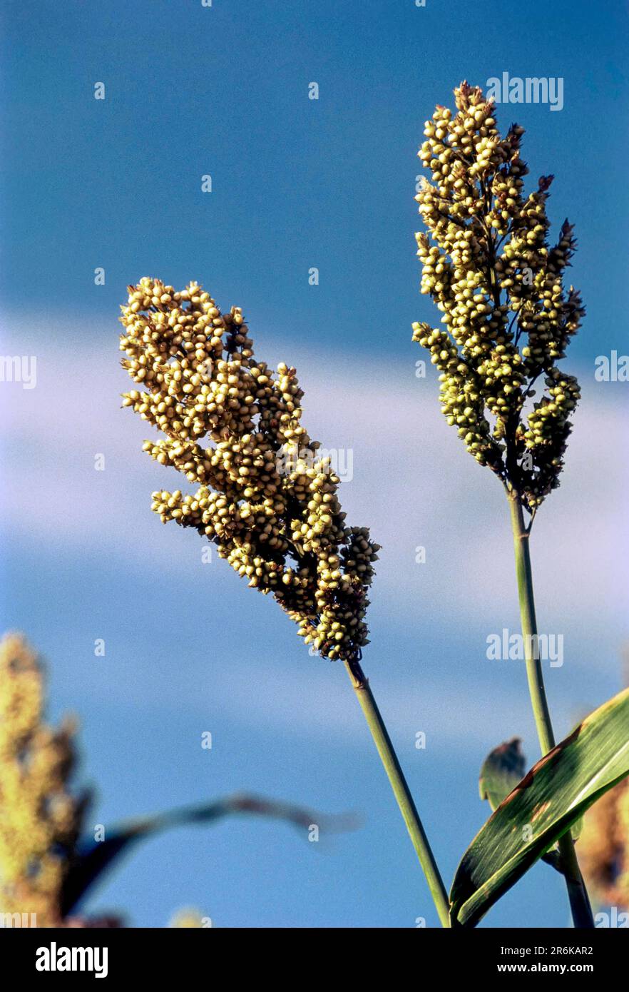 Cholam great millet bicolor) Tamil Nadu, South India, India