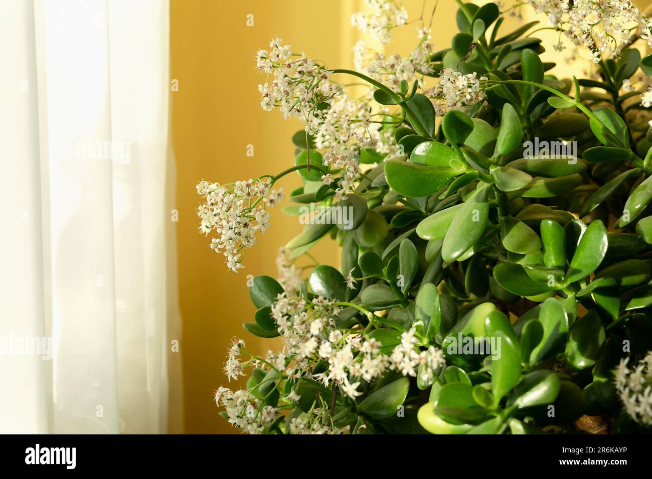 lushly blooming crassula in the room by the window Stock Photo