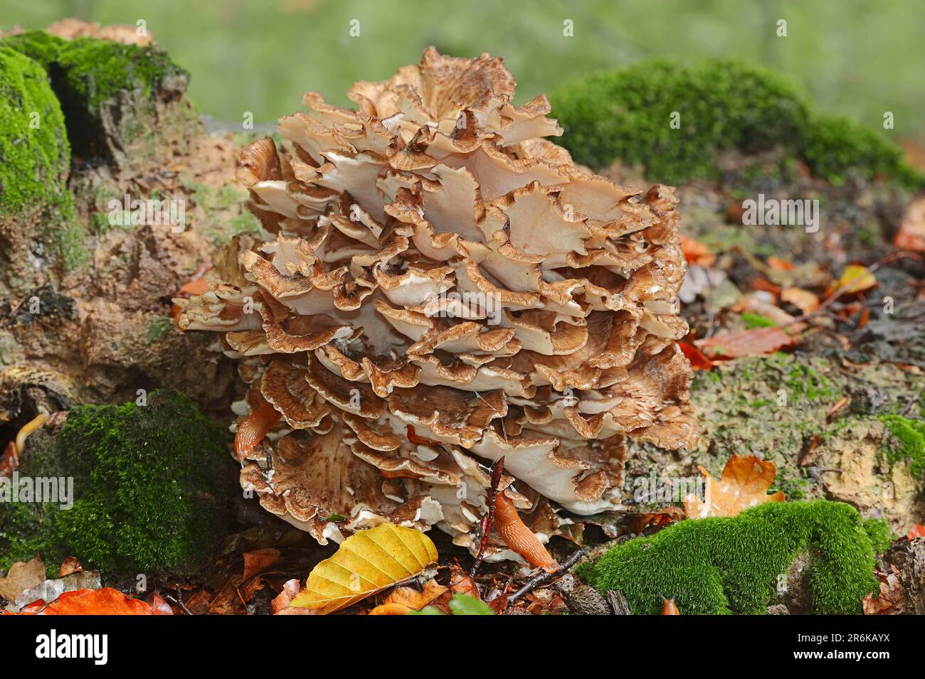 Laubporling hires stock photography and images Alamy