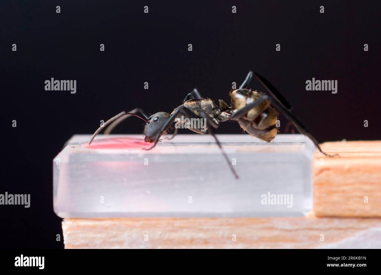 Laboratory ant with sugar solution, experiments, sugar solution ...