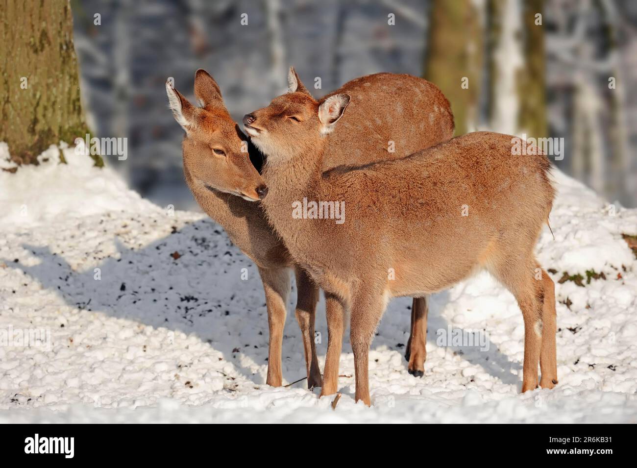 Manchurian sika deer (Cervus nippon hortulorum), female in winter