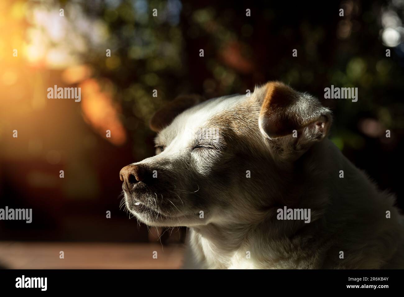 Beautiful little dog in thoughtfulness at the dawn sun Stock Photo
