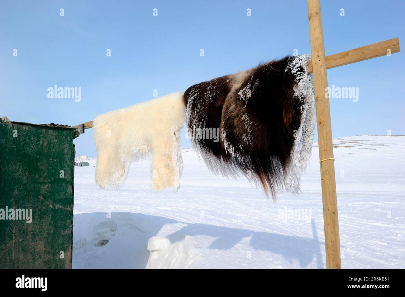 Skins of polar bear (Ursus maritimus) and muskox (Ovibos moschatus