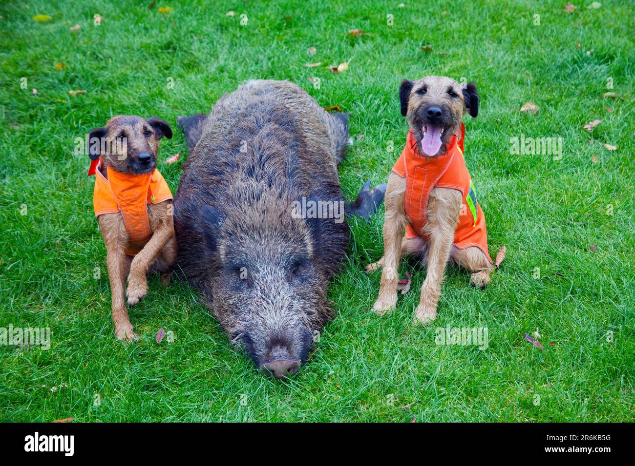 Boar hunting terrier hi res stock photography and images Alamy