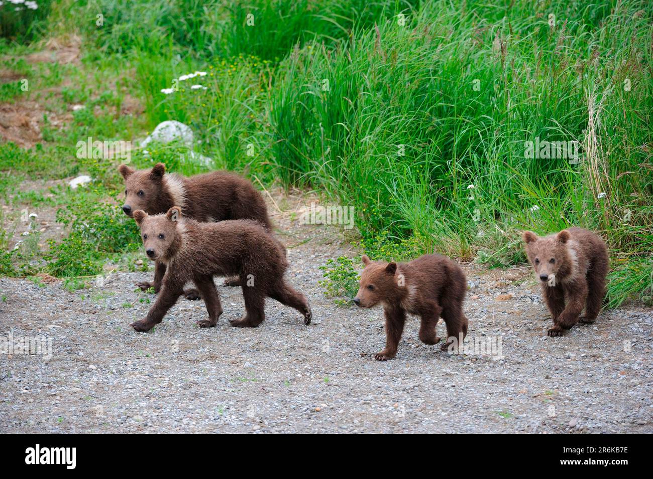 Grizzly bears (Ursus arctos horribilis), cubs, Brooks Falls, Katmai