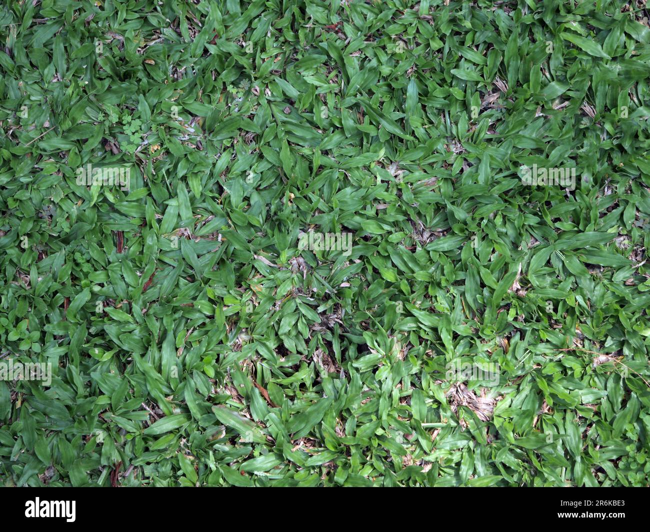 Grass texture background.  green grass background Stock Photo