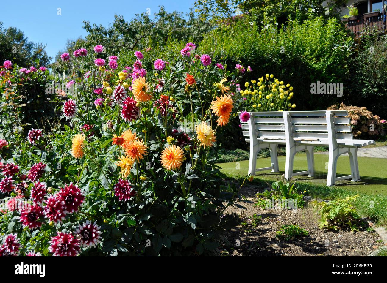 Diverse dahlias hi-res stock photography and images - Alamy