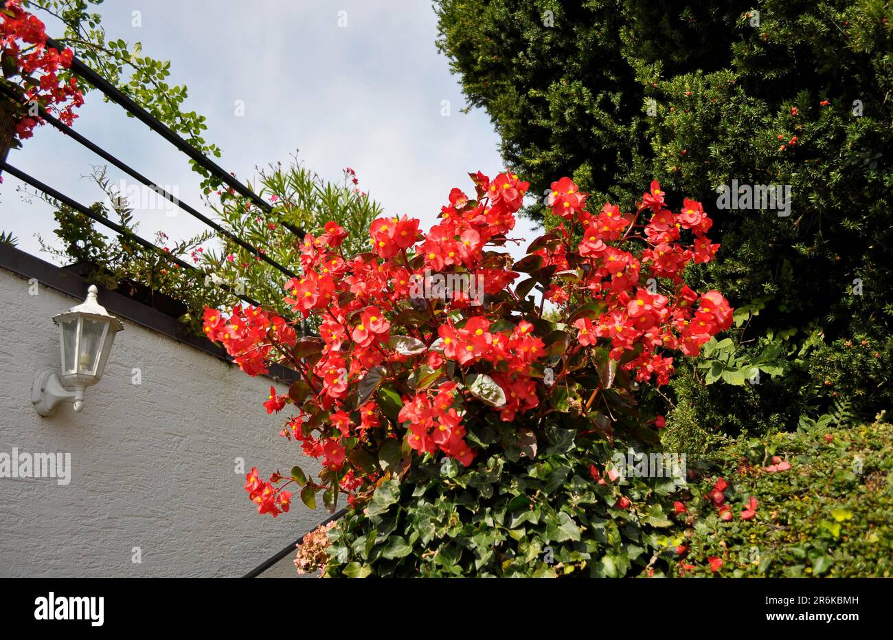 Begonias (Begonia) flowering in the garden, begonias, begonias Stock Photo