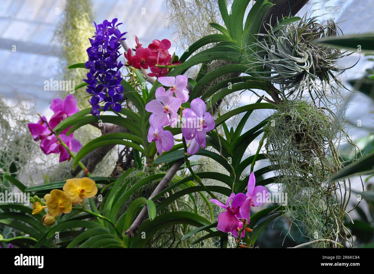 On Lake Constance, Mainau Island, Butterfly House, various orchids Stock Photo