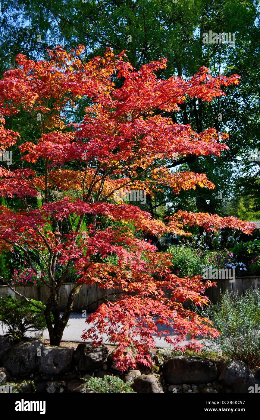 Maple tree in autumn colour, tatar maple (Acer tataricum), Amur maple Stock Photo