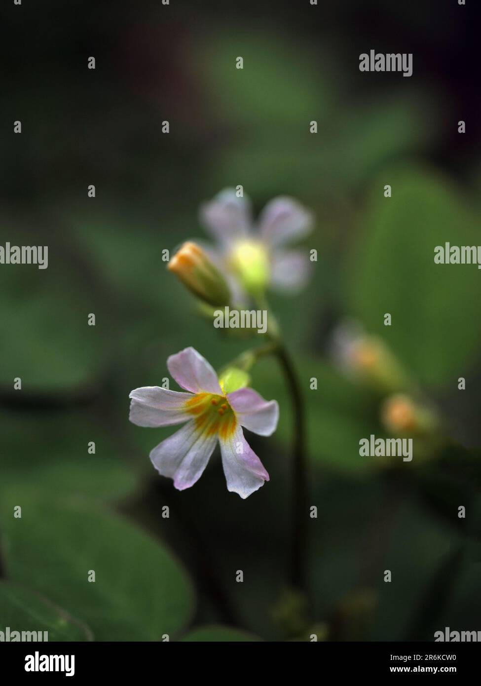 Oxalis barrelieri flowers. flower background . nature background Stock Photo
