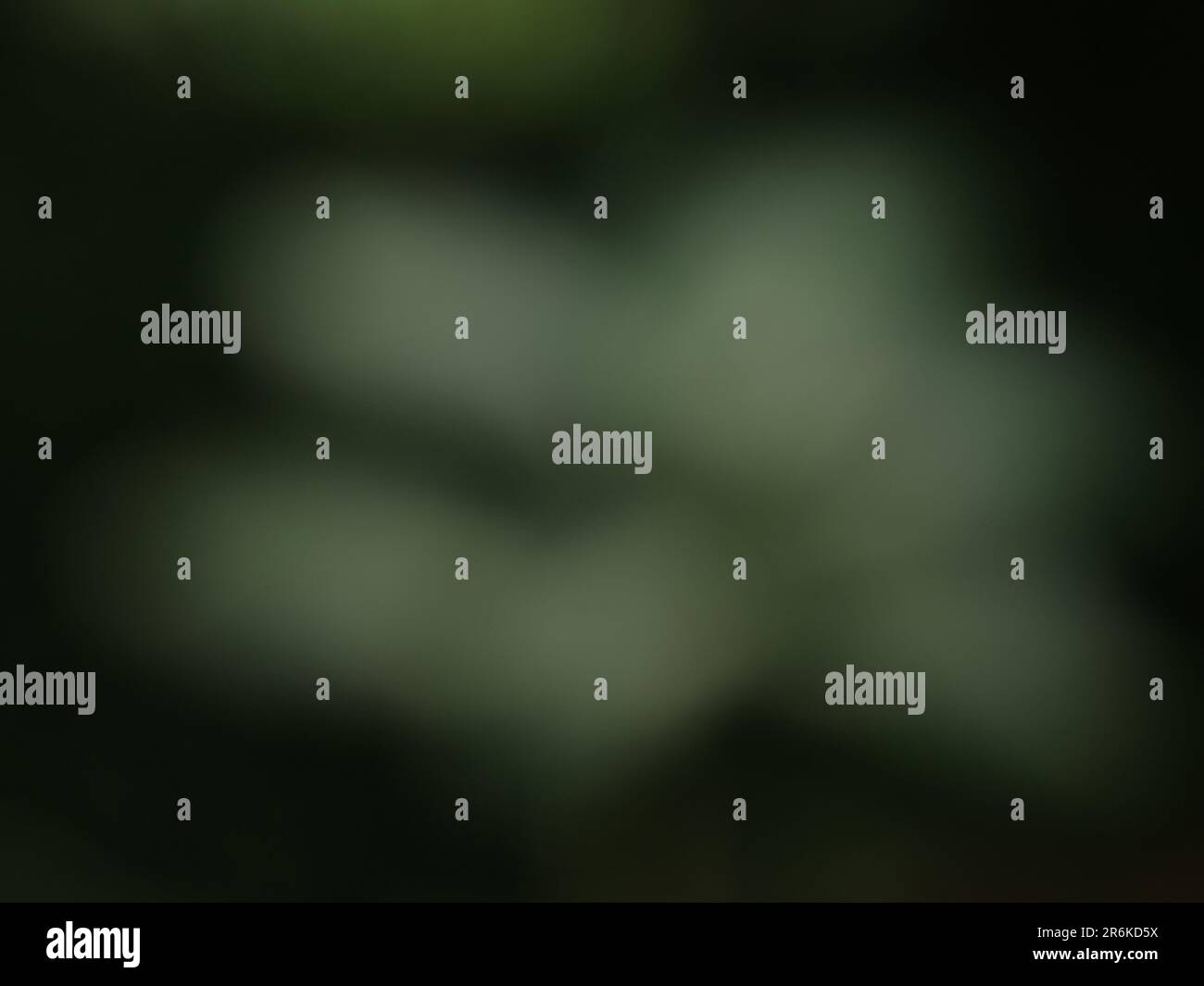 Blurry leaves background. Stock Photo