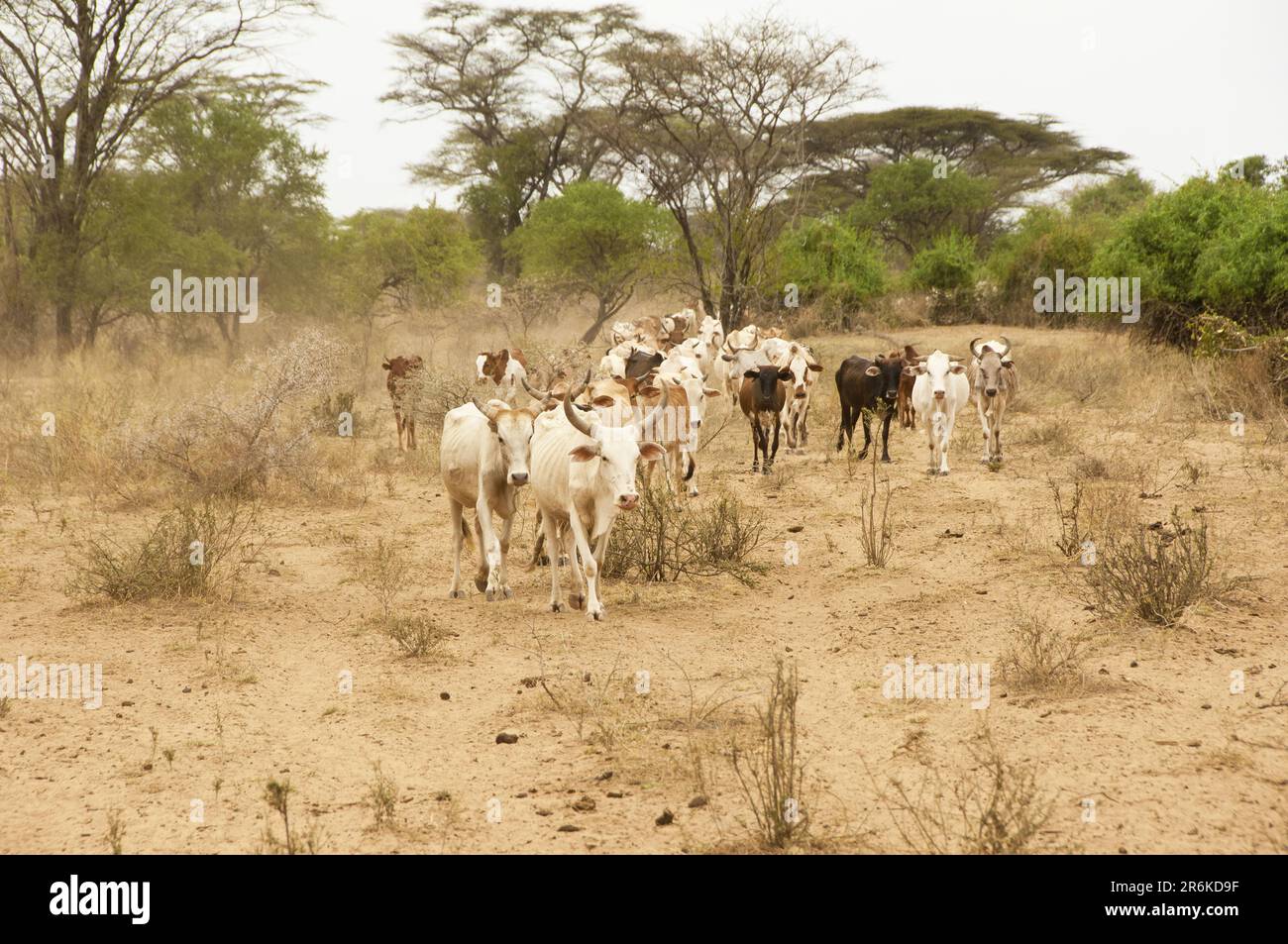 Cattle herd, Karo tribe, Omo Valley, Southern Ethiopia Stock Photo