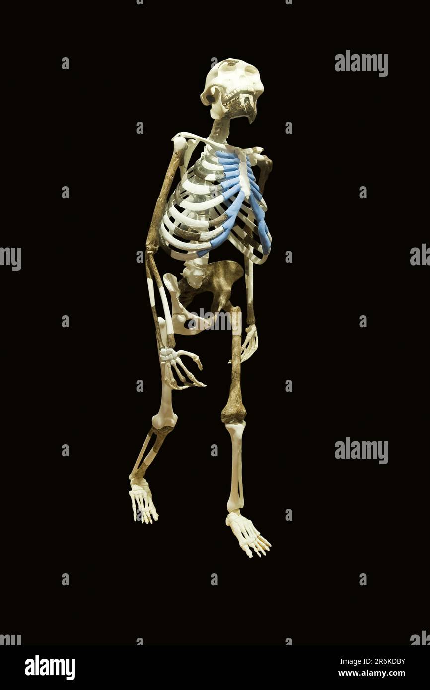 Replica of the skeleton 'Dinknesh', National Museum, Addis Ababa (Australopithecus afarensis Lucy), Beautiful, Ethiopia Stock Photo