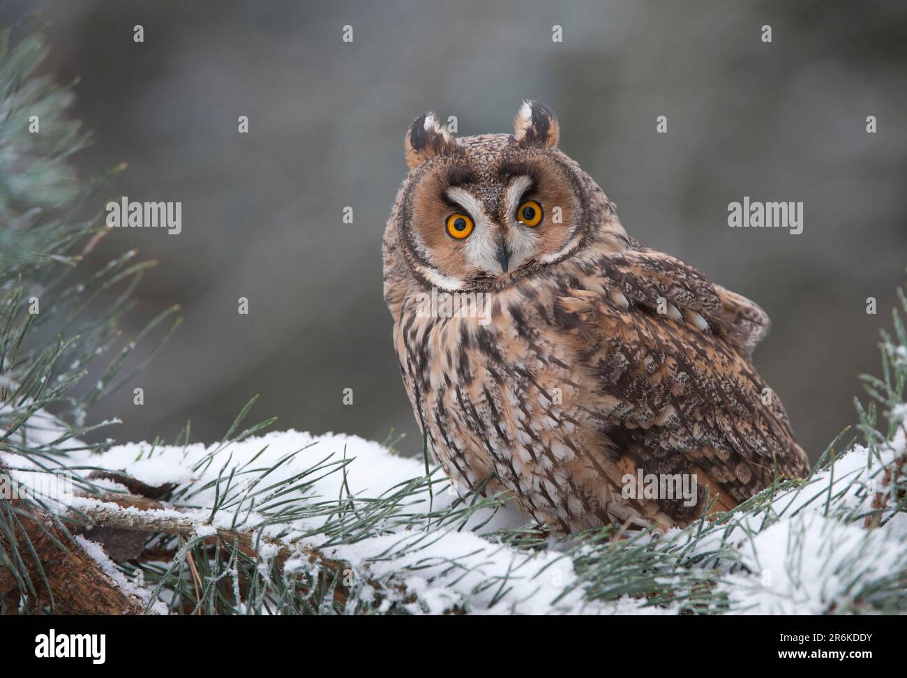 Long-eared owl (Asio otus) Stock Photo