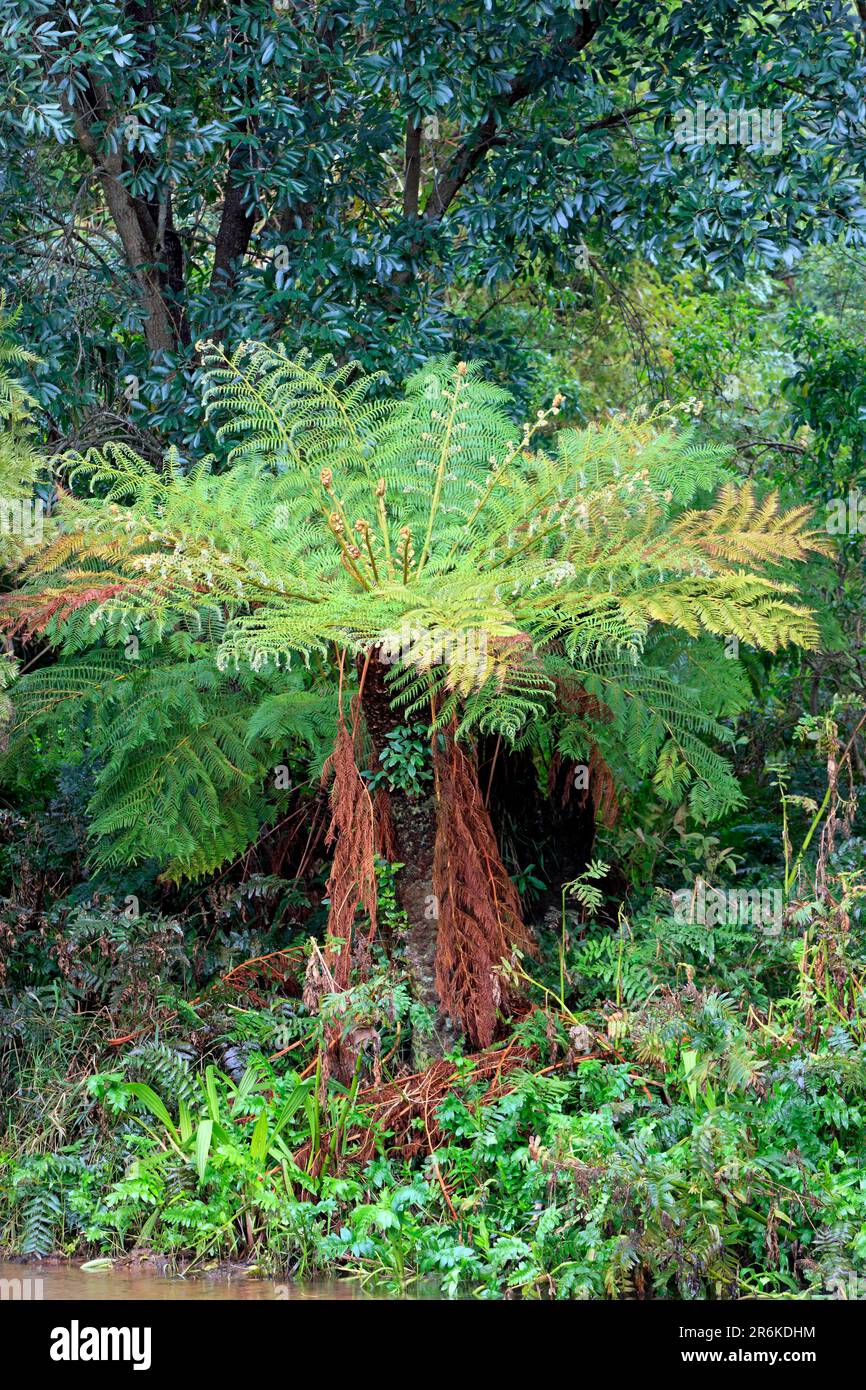 Tree fern (Cyathea dregei) Stock Photo
