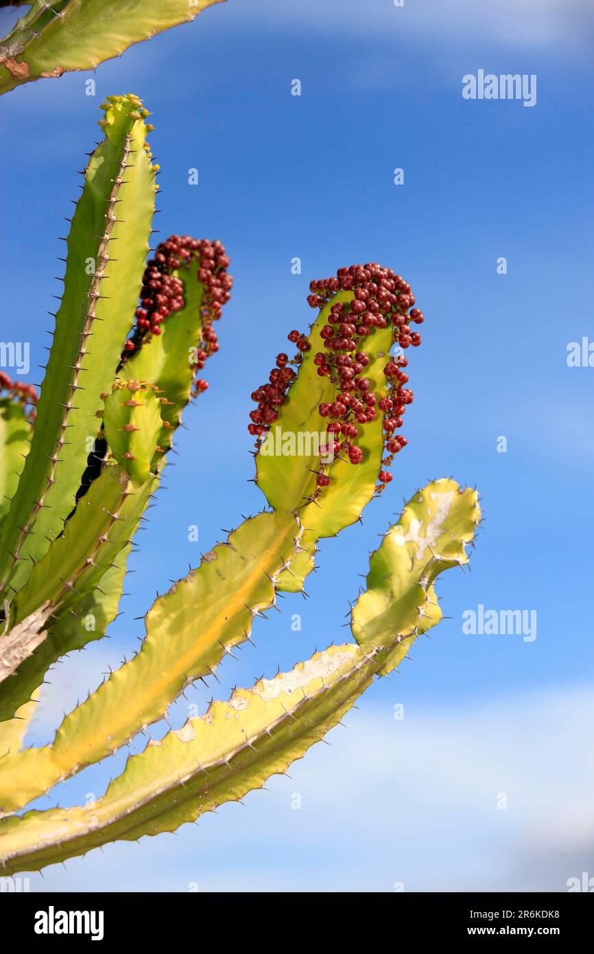 Candelabra tree (Euphorbia candelabrum) (Euphorbia ingens Stock Photo