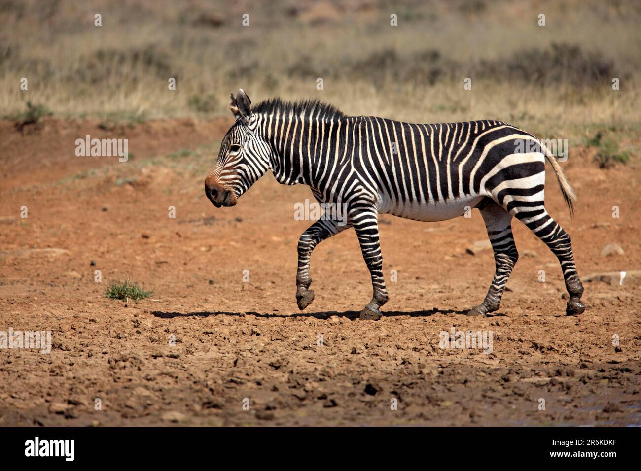 Cape mountain zebra (Equus zebra zebra), Mountain Zebra National Park, South Africa, lateral view Stock Photo