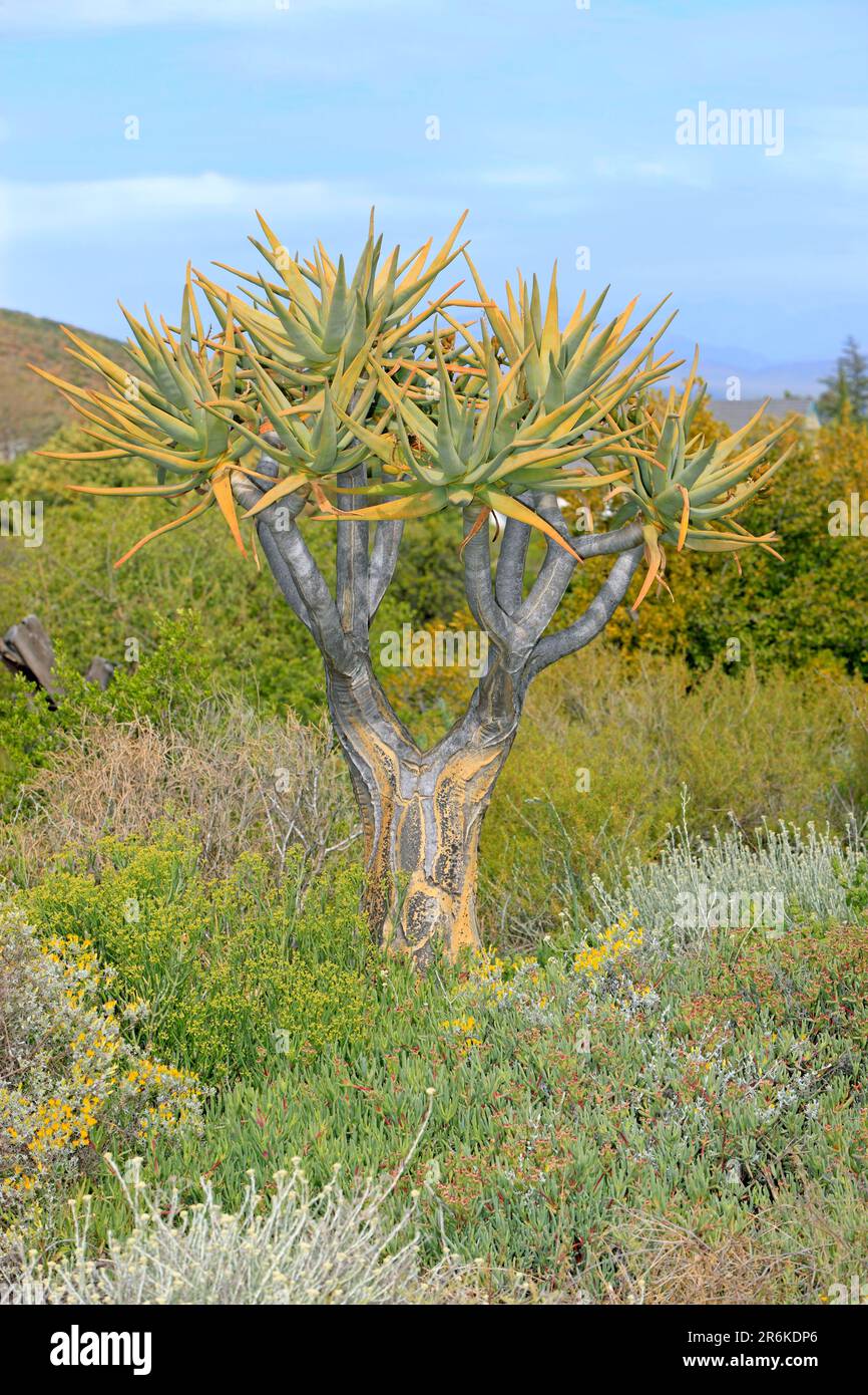 Quiver tree (Aloe dichotoma), South Africa Stock Photo