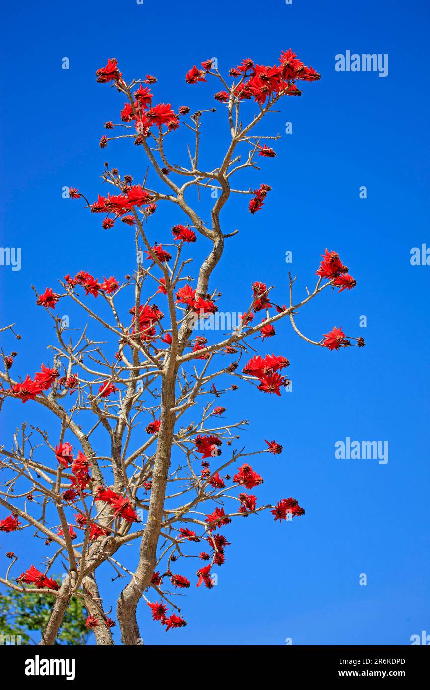 Flame coral tree, Western Cape, South Africa (Erythrina coralloides) Stock Photo
