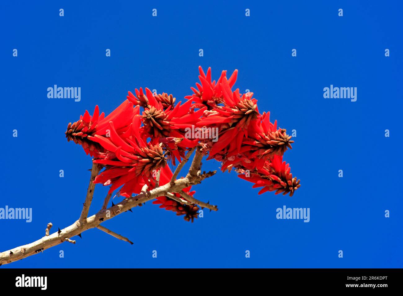 Flame coral tree, Western Cape, South Africa (Erythrina coralloides) Stock Photo