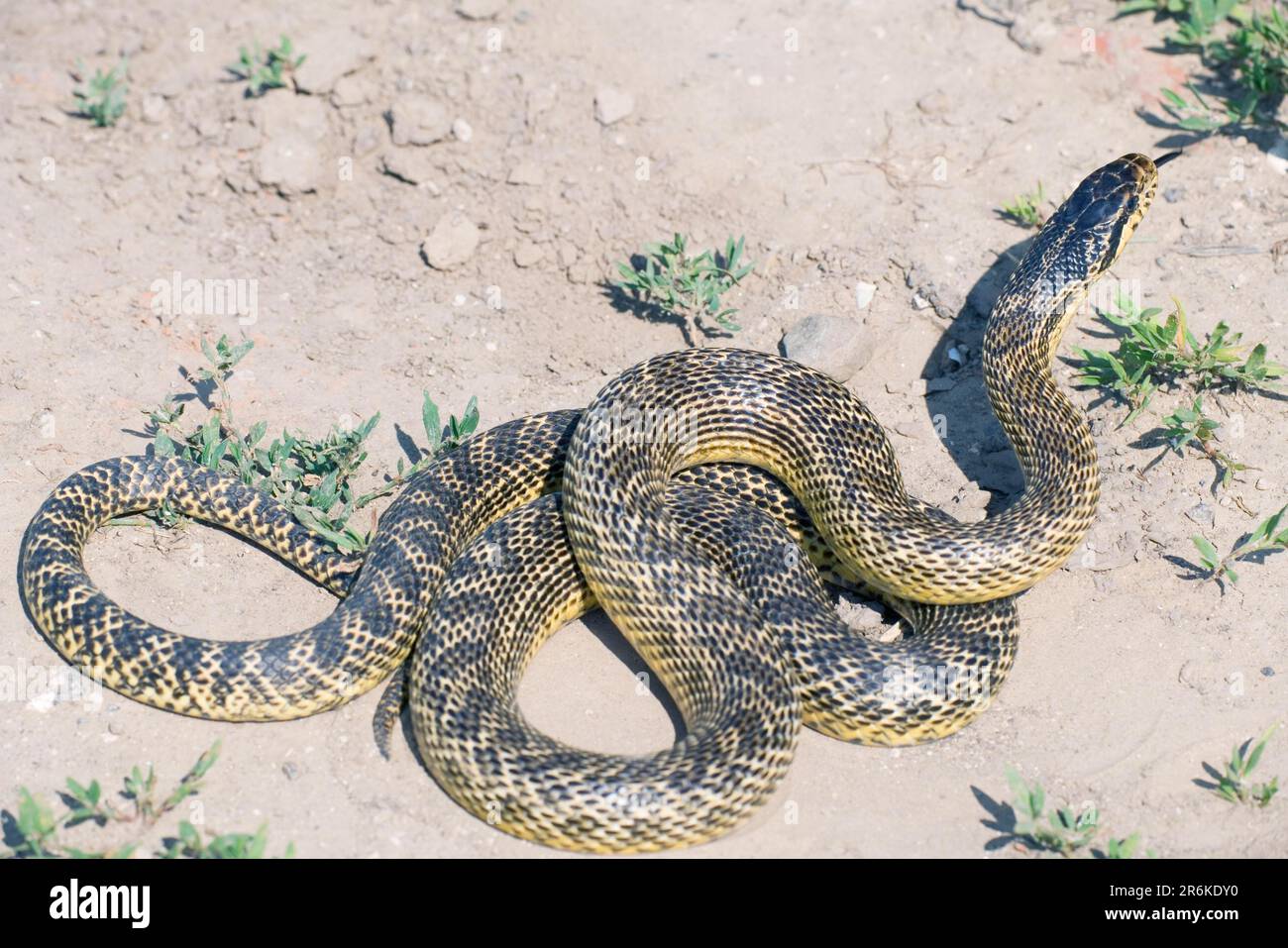 Four-lined Snake (Elaphe quatuorlineata), Bulgaria, Four-lined Ratsnake Stock Photo