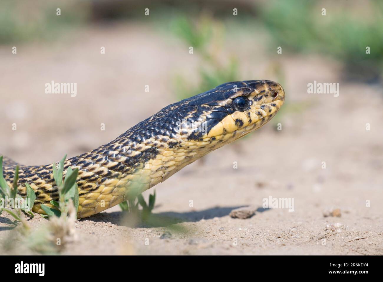 Four-lined Snake (Elaphe quatuorlineata), Bulgaria Stock Photo