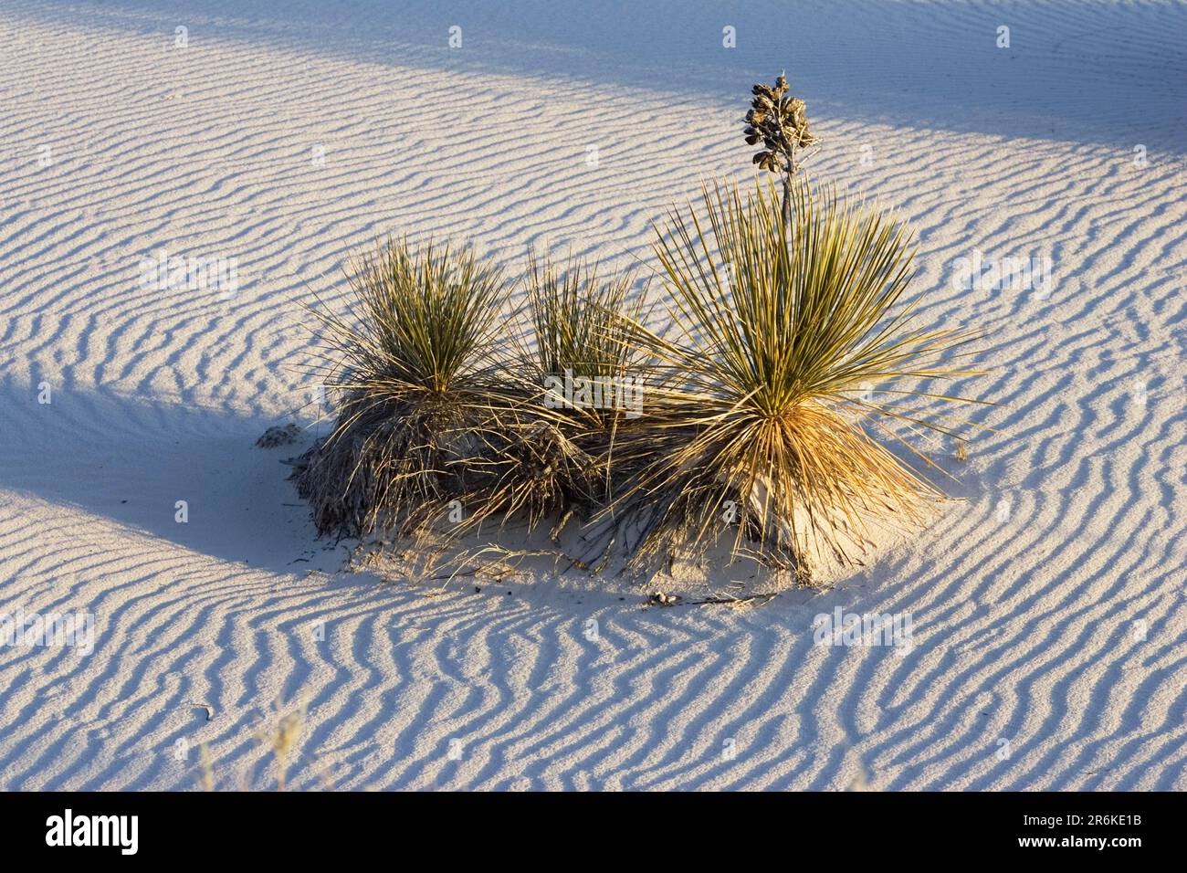 Soap tree yucca in desert, White Sands National Monument, Soaptree ...