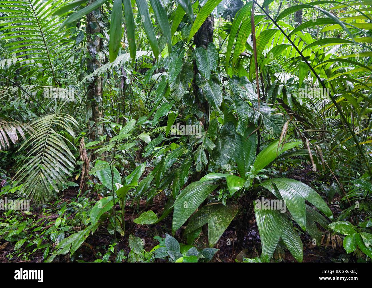 Tropical Rainforest, Braulio Carrillo National Park, Costa Rica ...