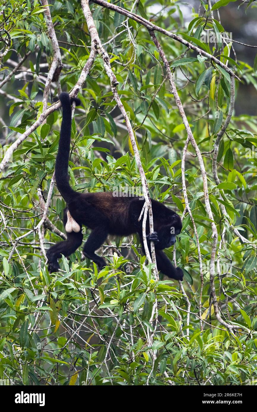 Mantled Howler (Alouatta palliata), male, Palo Verde National Park, prehensile tail, lateral, Costa Rica Stock Photo