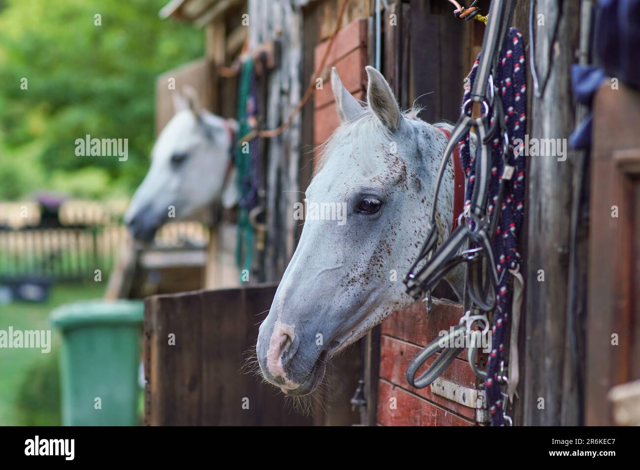 White Arabian horse with brown spots, detail - only head visible out from wooden stables box, another blurred animal background Stock Photo
