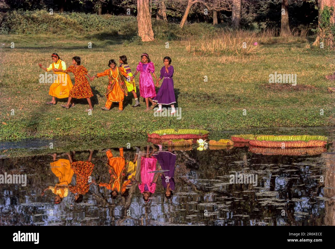 Amazon giant water lily large leaves (Victoria amazonica) Botanical