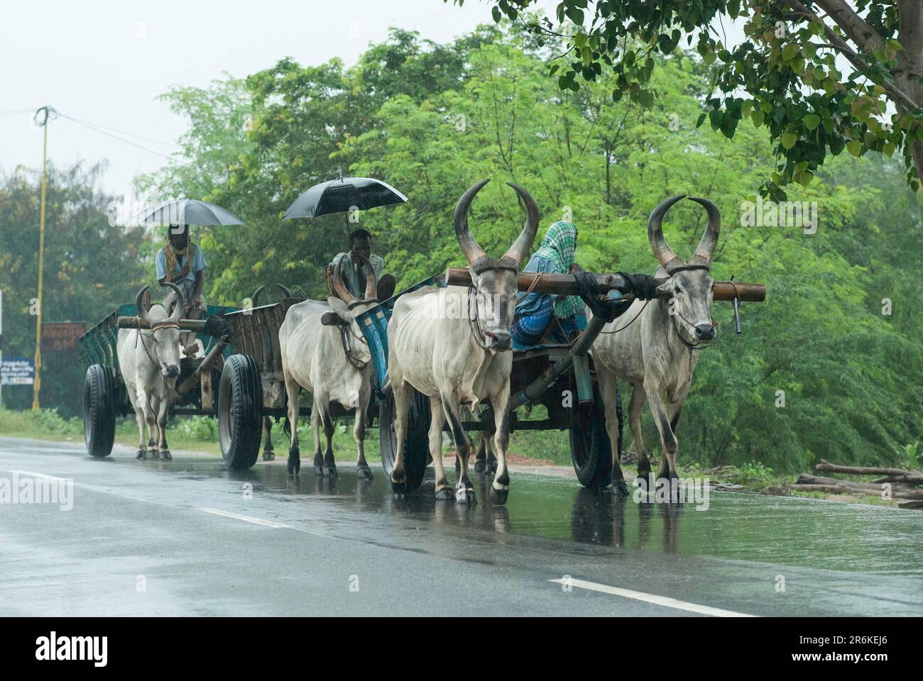 Bullock carts on a rainy day, Tamil Nadu, India, Asia Stock Photo