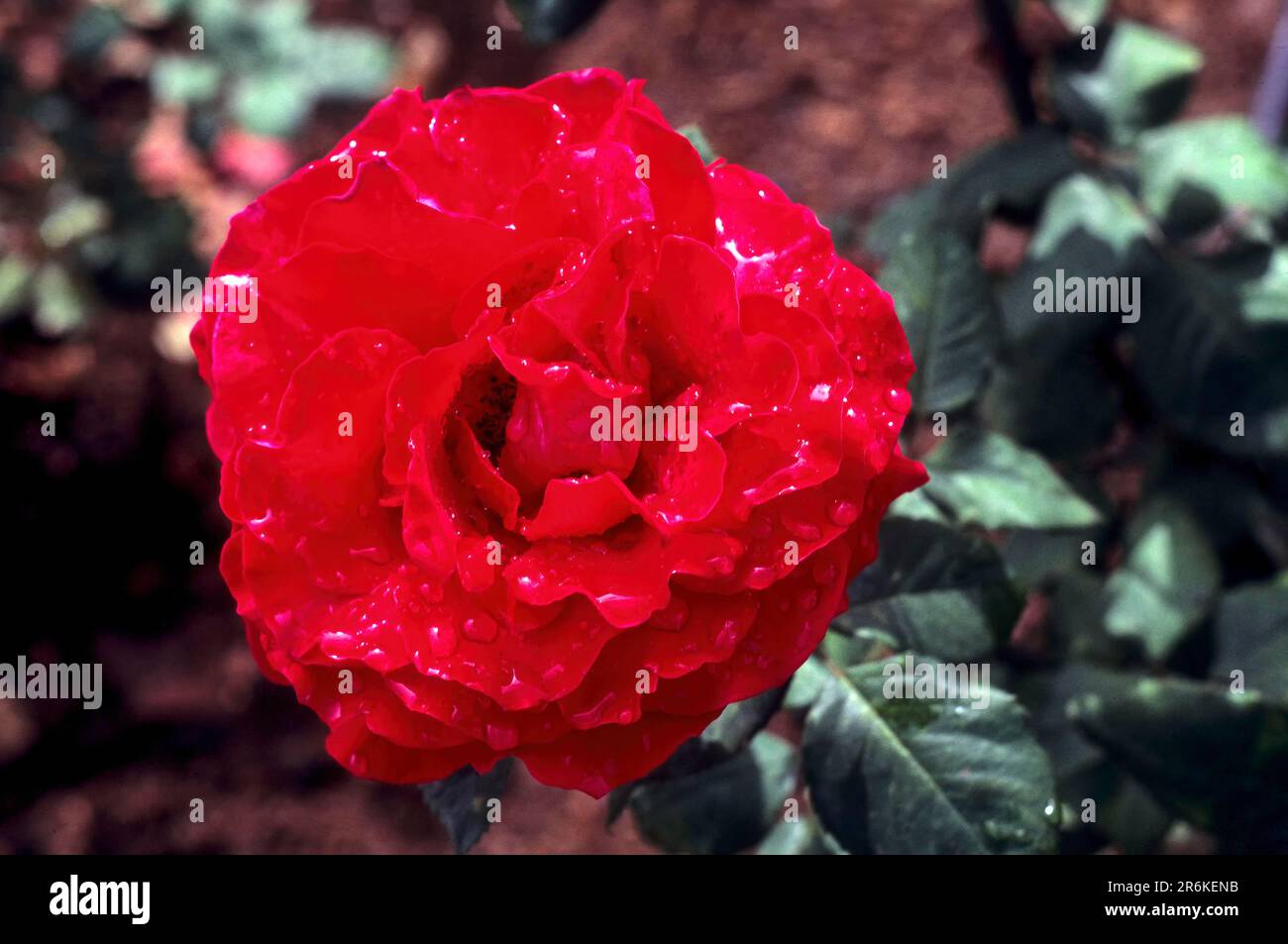 Rose rough meilland rose flower in Vijayanagaram rose garden at Ooty Udhagamandalam, Nilgiris, Tamil Nadu, South India, India, Asia Stock Photo